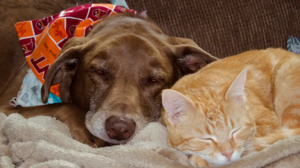 Ein schlafender Labrador-Hund und eine kleine Katze kuscheln friedlich auf einer Decke.